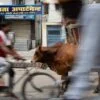 cow india compressed