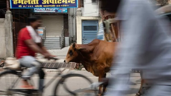 cow india compressed